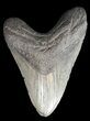 Large, Megalodon Tooth - South Carolina #43035-1